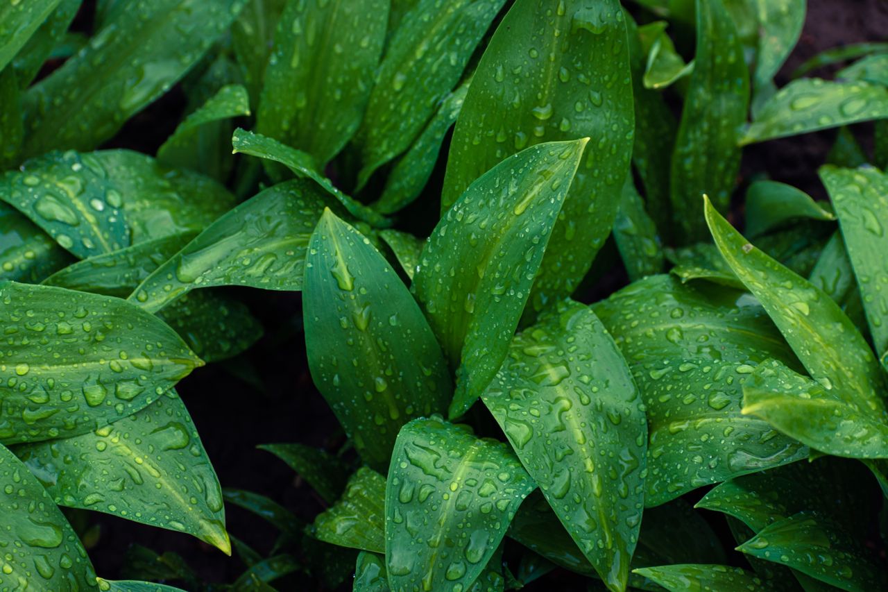 Close-up of vibrant green leaves covered in refreshing water droplets, showcasing nature's beauty.