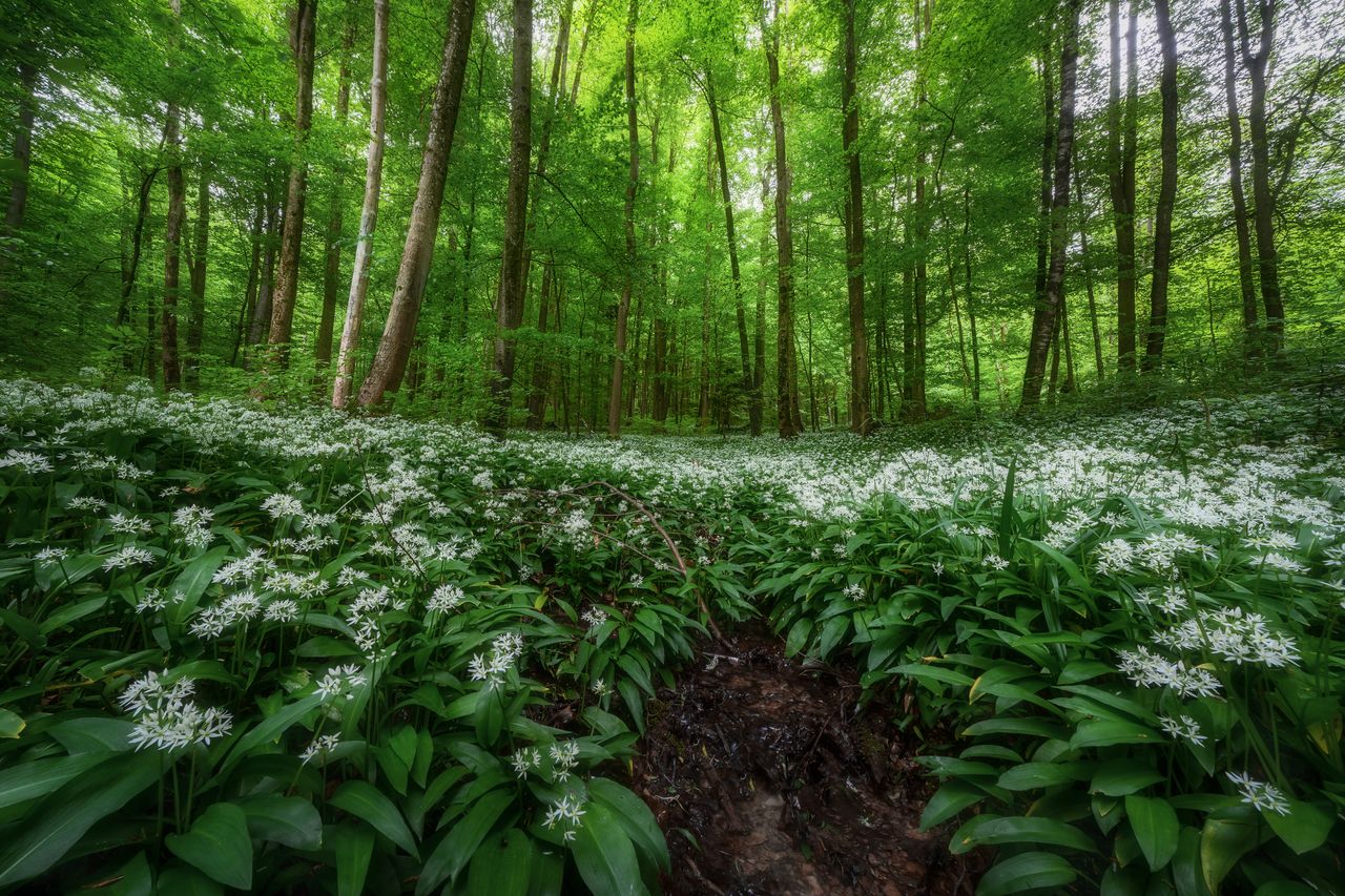 Beautiful forest scene with blossoming wild garlic under a green canopy.